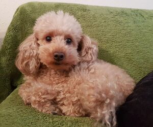 paco