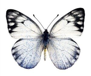 Desireé