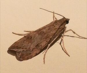 Moth
