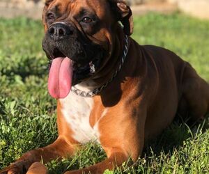 Luis