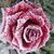 Mjose_68 