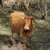 Ester