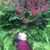 AnaG