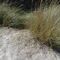Exploración de las dunas del Prat del Llobregat