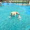 Aquapark para perros