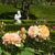 Visita al parc de Cervantes - las rosas mes bonicas.