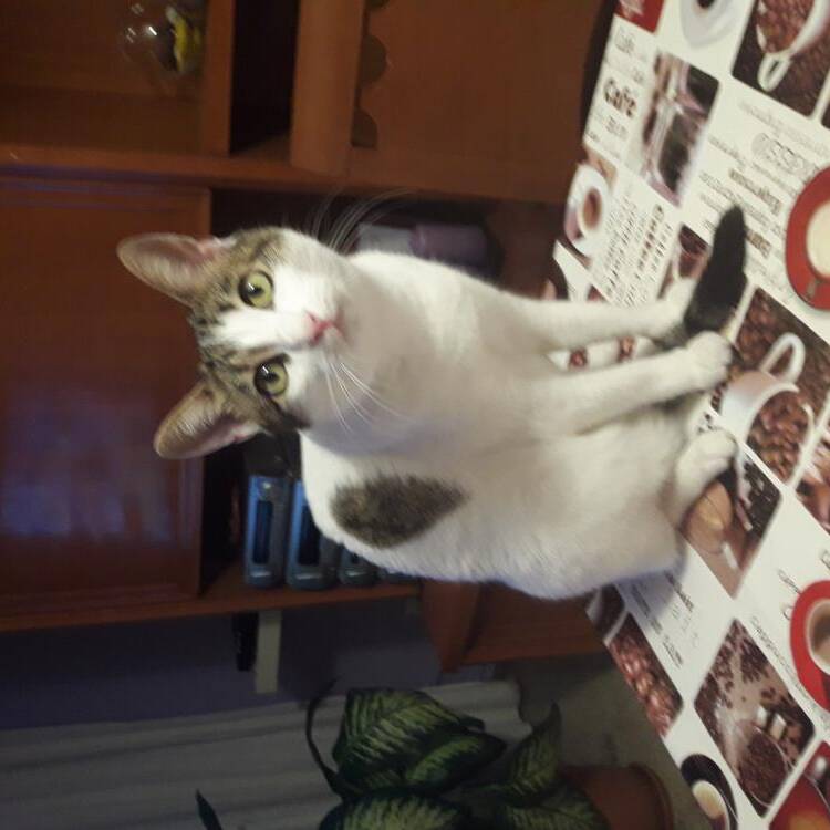 Foto de perfil