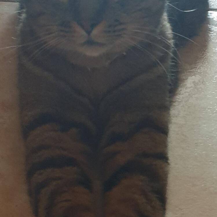 Foto de perfil de Adiana