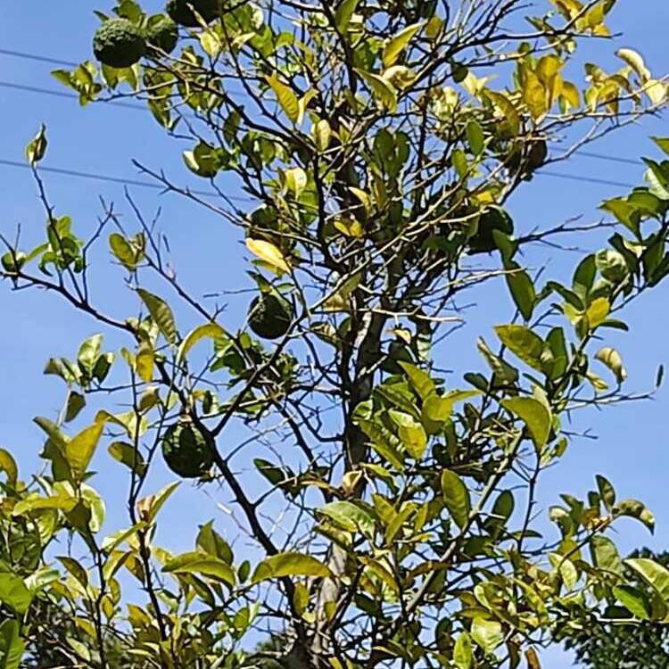 Foto de perfil de Pedro