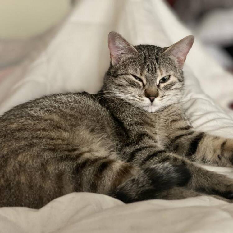 Foto de perfil de Ibanuky