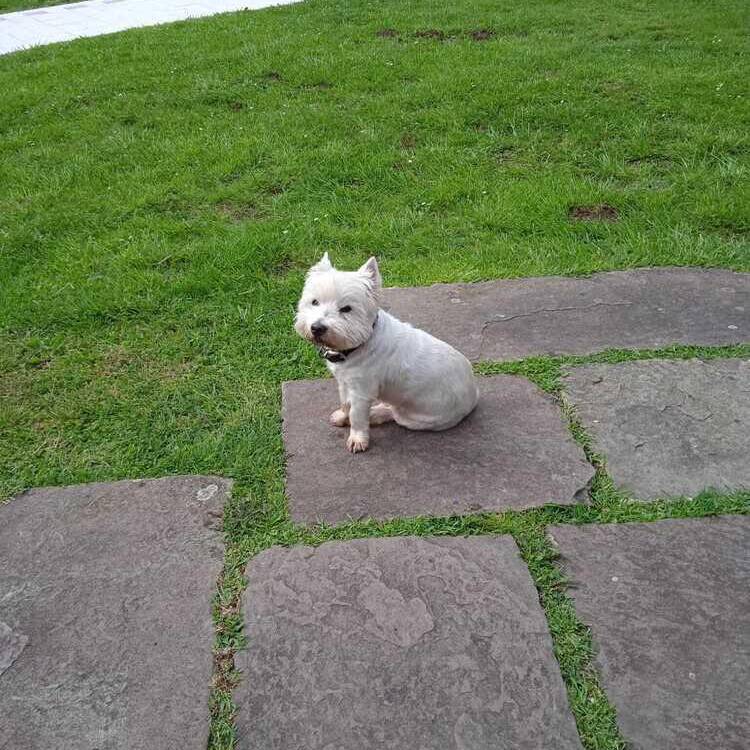 Foto de perfil de lina
