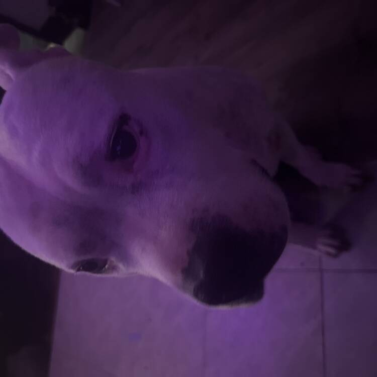Foto de perfil de Blakesita