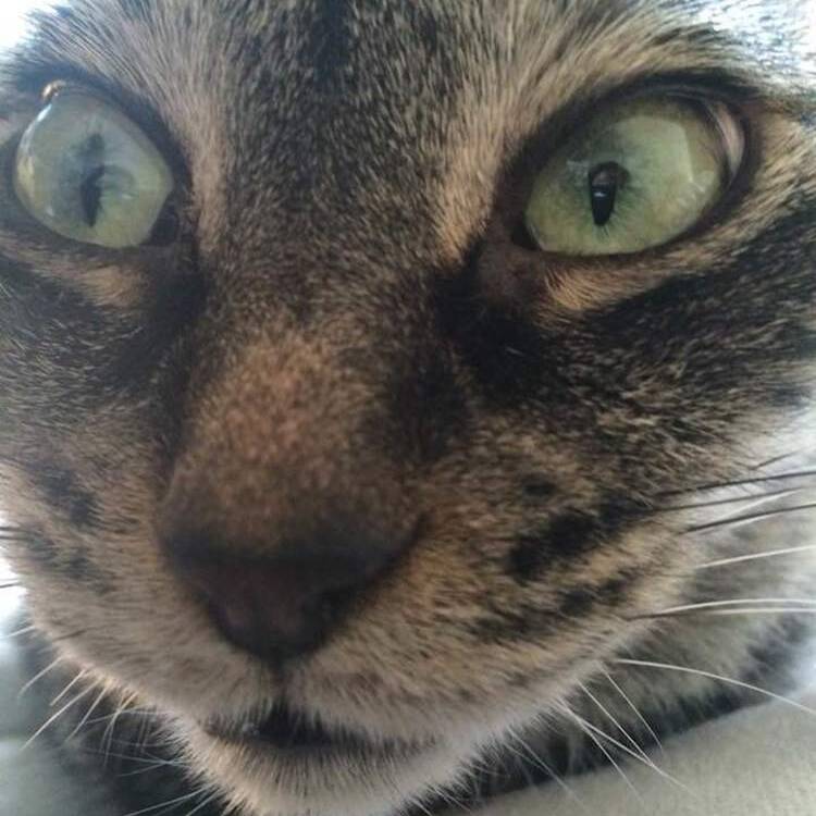 Foto de perfil de tarres