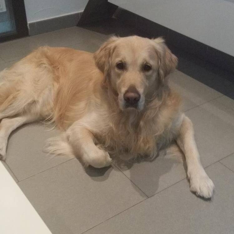 Foto de perfil de Toni