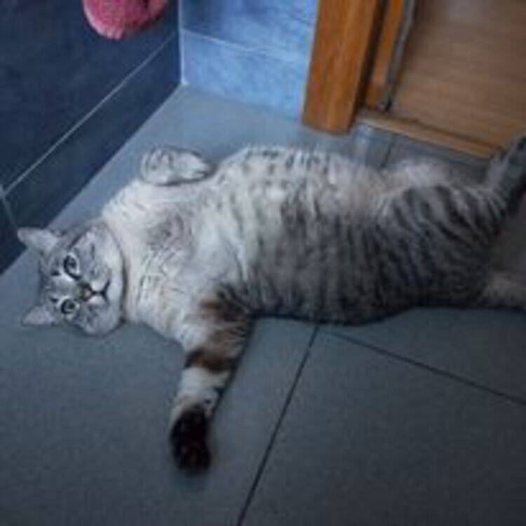 Foto de perfil de Neko