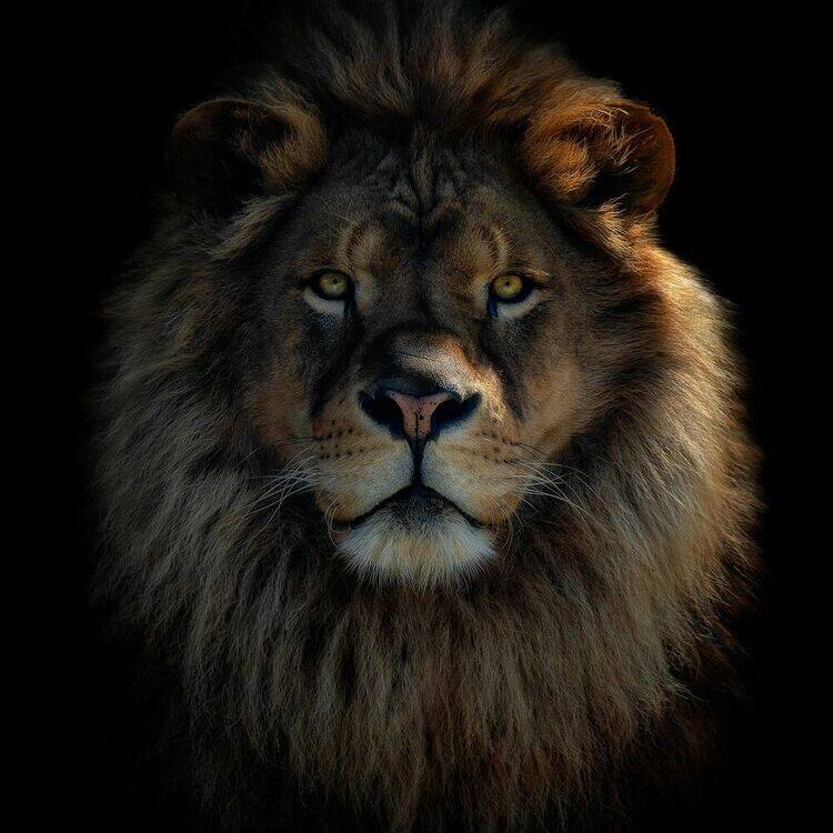 Foto de perfil de manuel