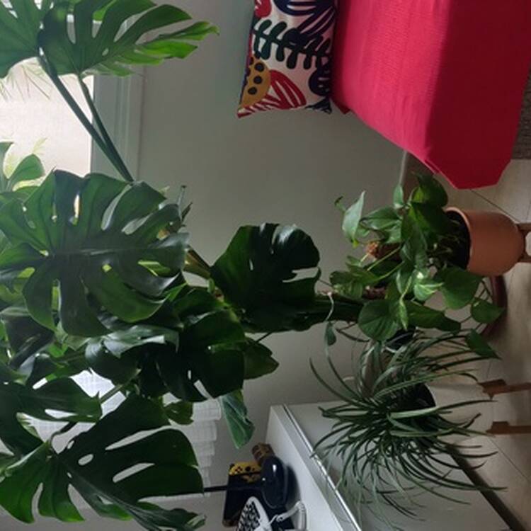 Foto de perfil de Monica