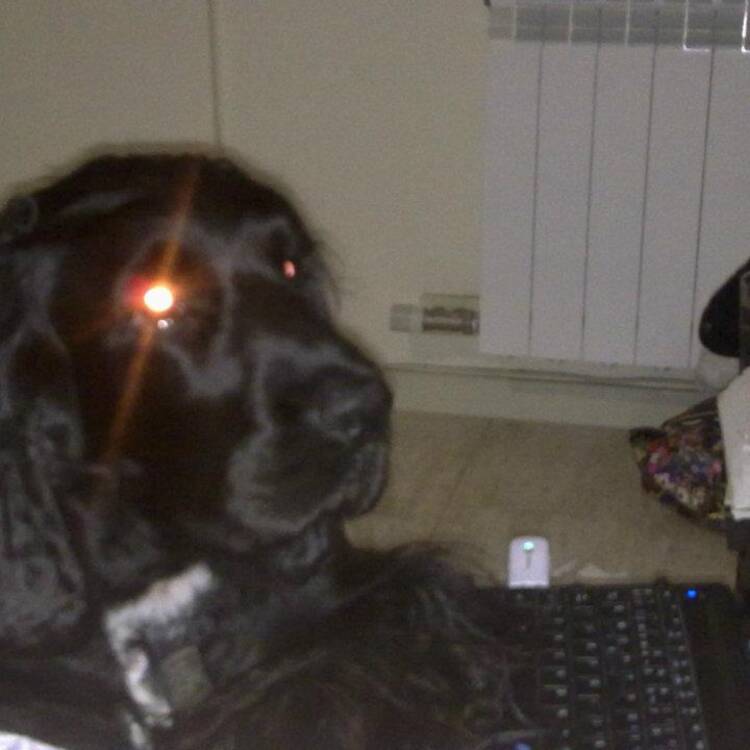Foto de perfil