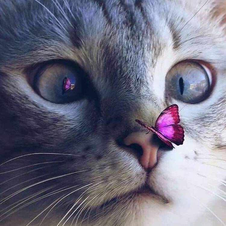 Foto de perfil de Rosa