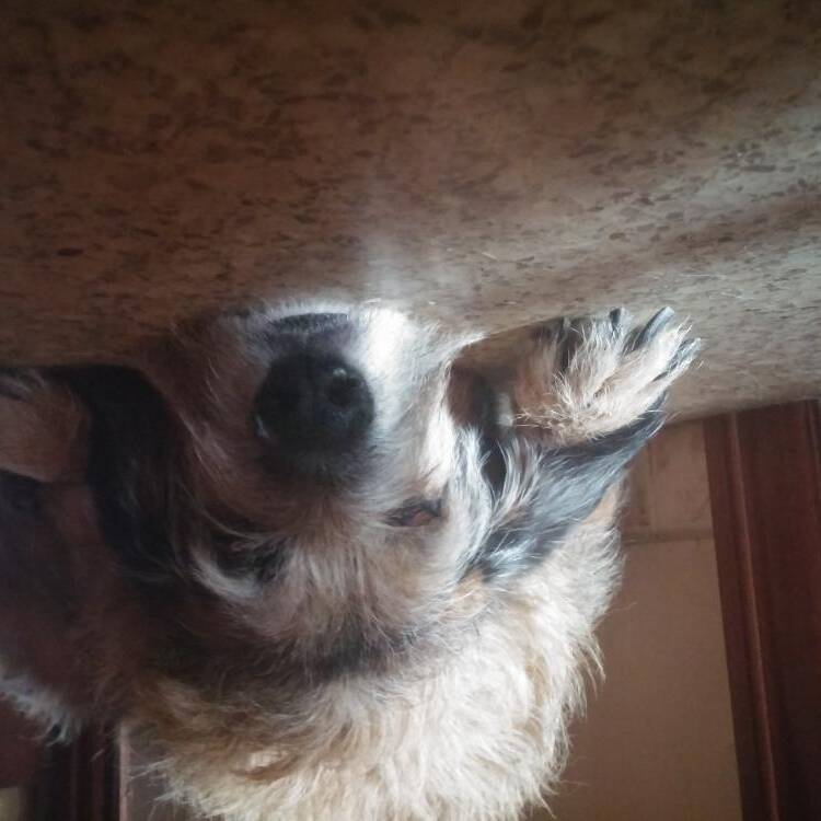 Foto de perfil de iago