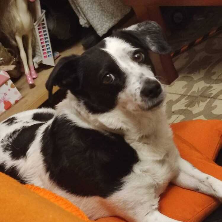 Foto de perfil de Joaquin