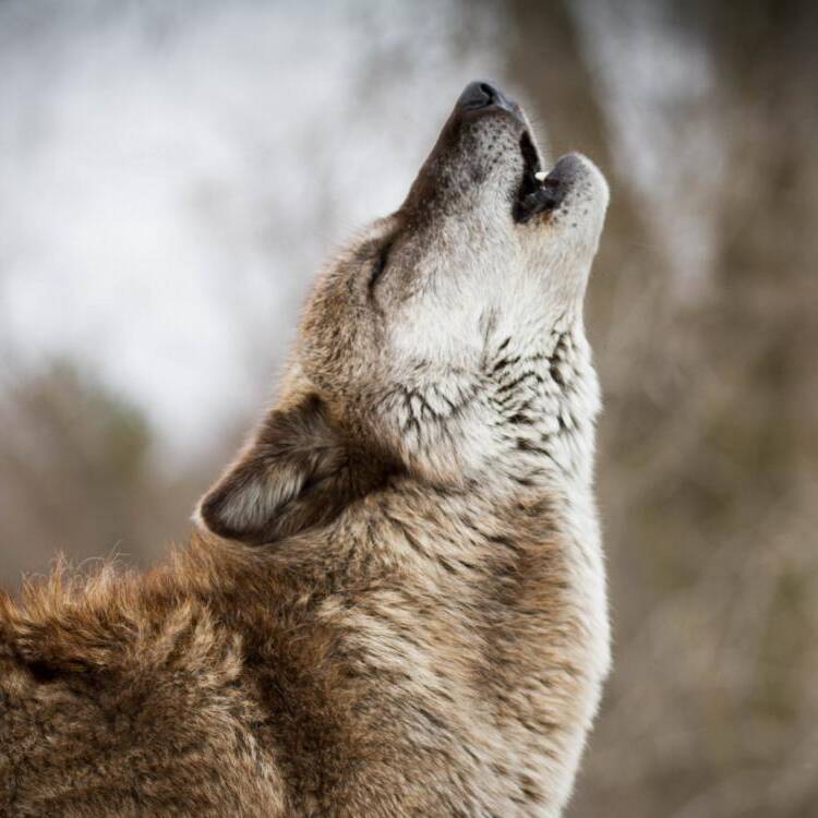 Foto de perfil de Reshi