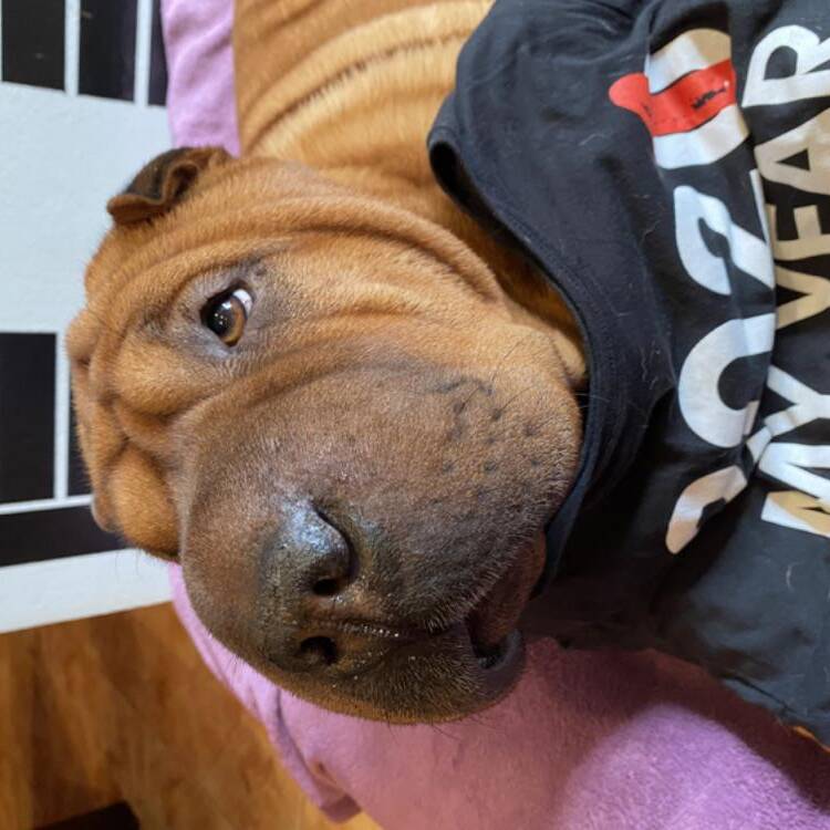 Foto de perfil de Elisabeth