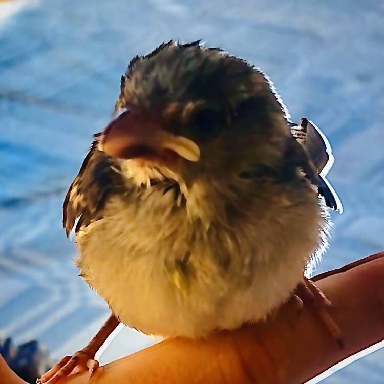 Foto de perfil de Isabel
