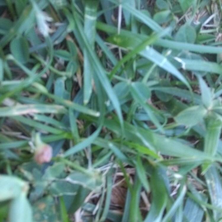 Foto de perfil de gerard