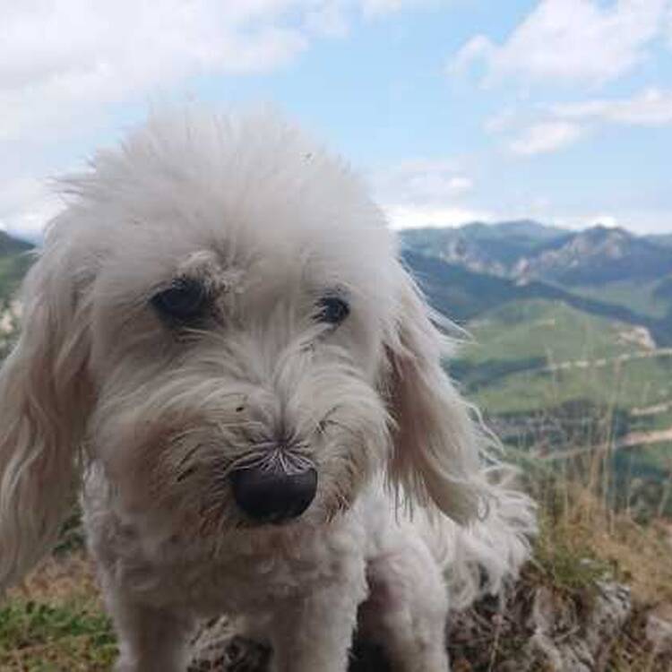 Foto de perfil de Cadira3