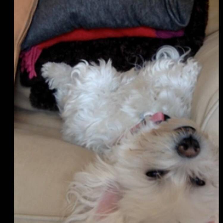Foto de perfil de SILVIA