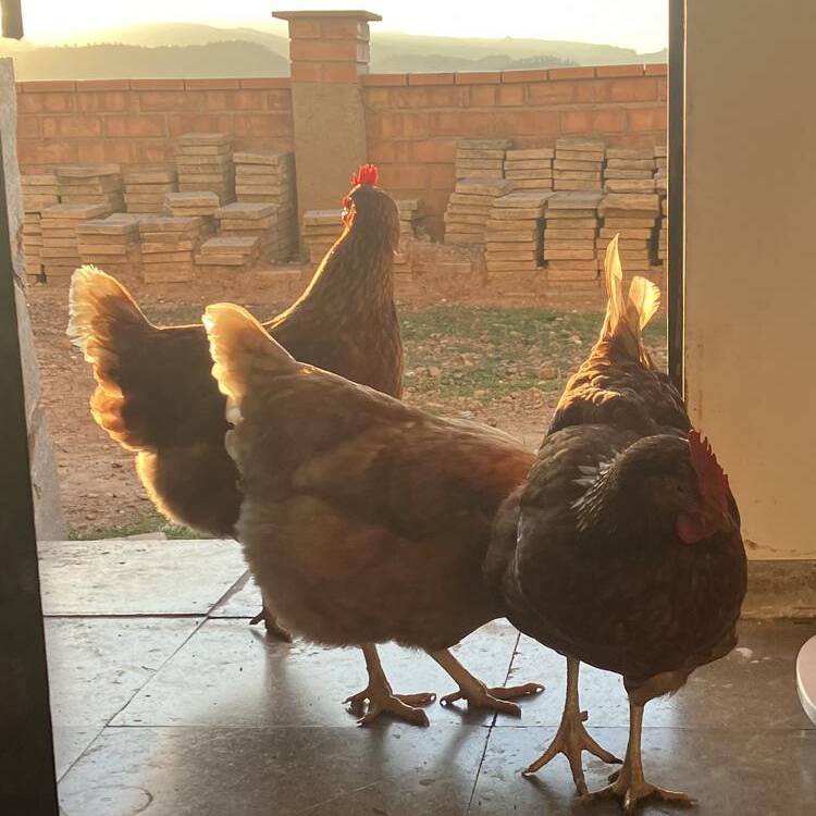 Foto de perfil