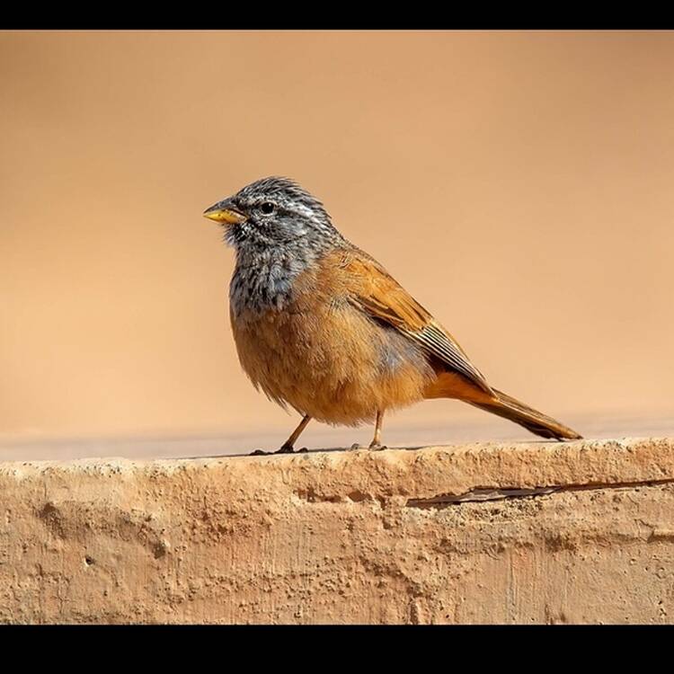 Foto de perfil de Faraon