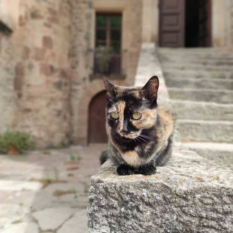 Foto de perfil de Nieves
