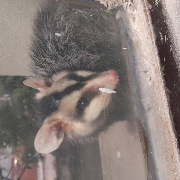 Foto de perfil de Pepita