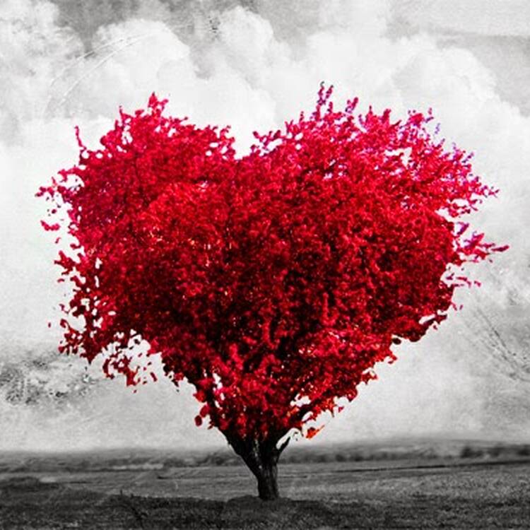 Foto de perfil de Redactor Amor