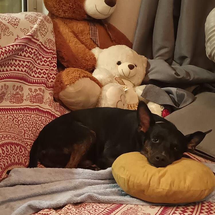 Foto de perfil de Isela
