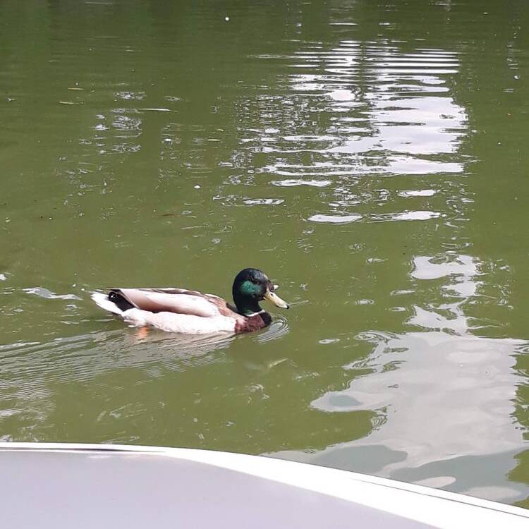 Foto de perfil de Patito