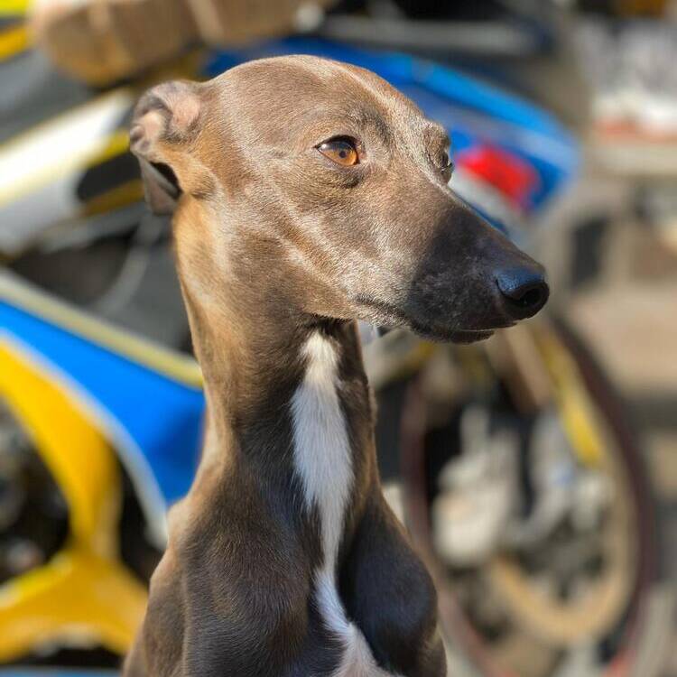Foto de perfil de Alberto