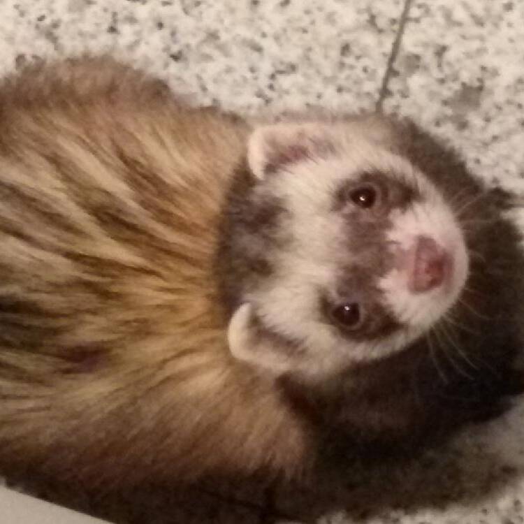 Foto de perfil