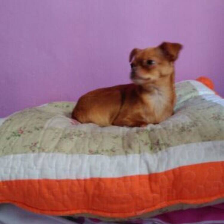 Foto de perfil de Veronica