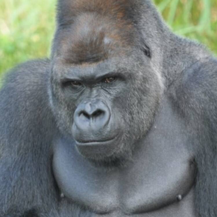 Foto de perfil de shabani