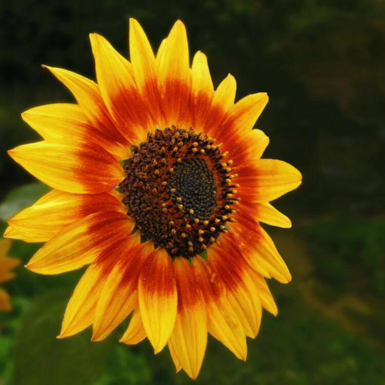 Foto de perfil de GIRASOL