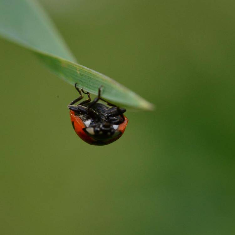 Foto de perfil de Iuka