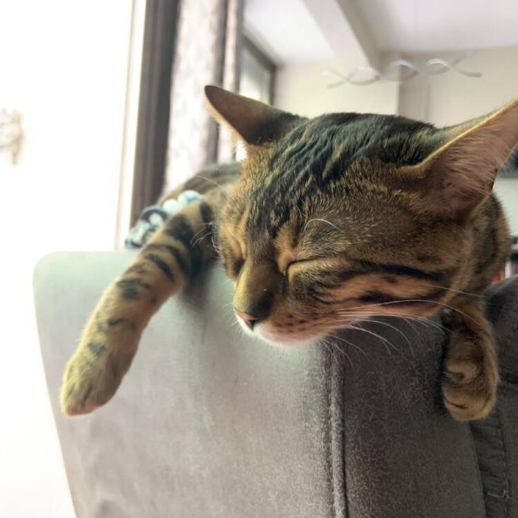 Foto de perfil