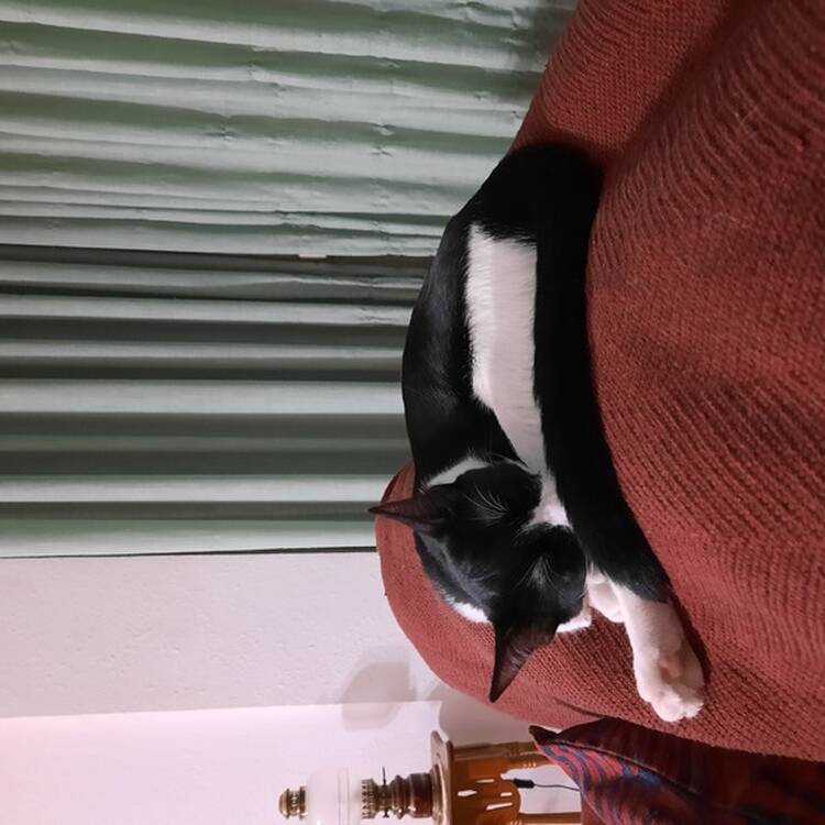 Foto de perfil