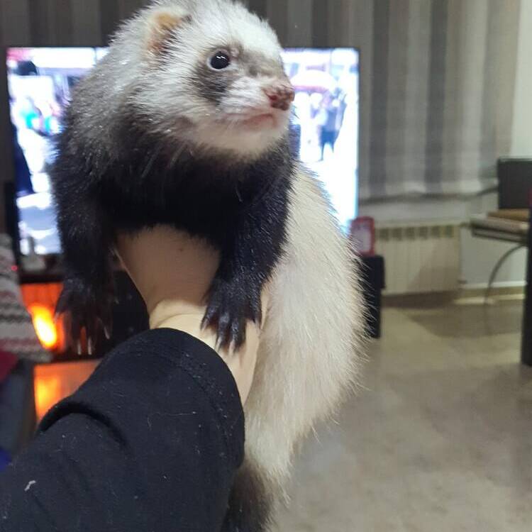 Foto de perfil de azaarazul