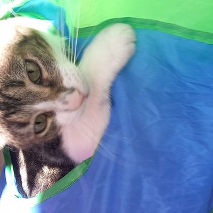 Foto de perfil de Neus Casanovas