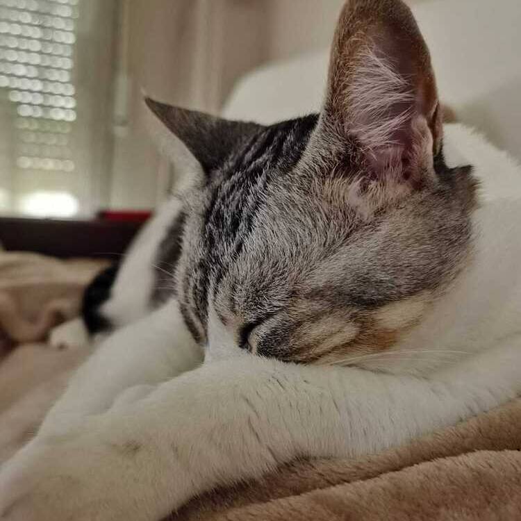 Foto de perfil de Cristian