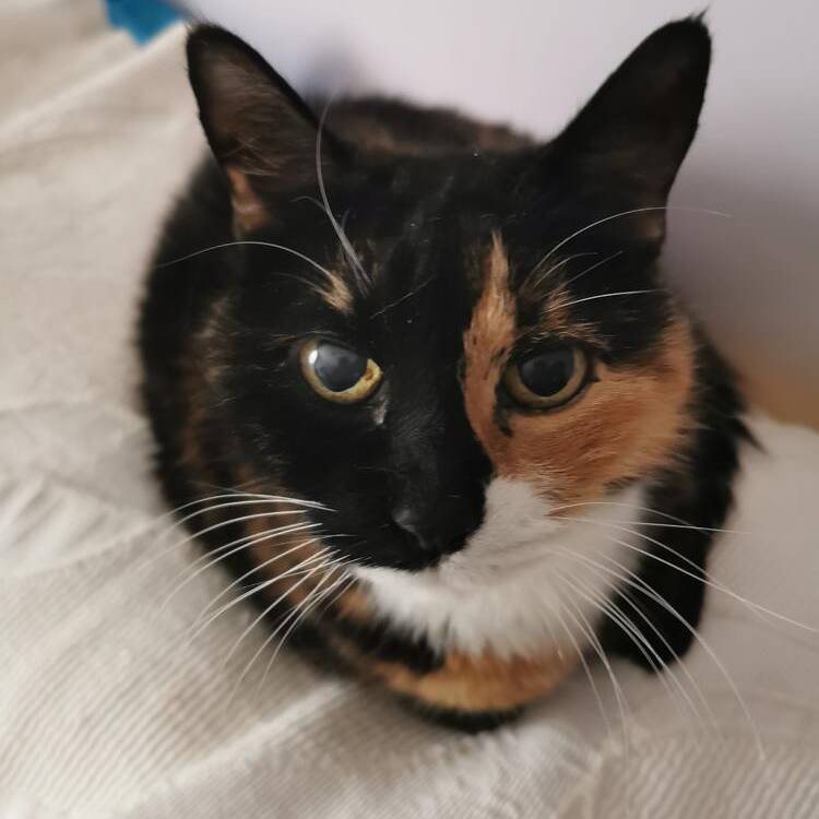 Foto de perfil de Isabel